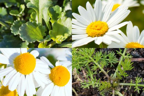 Margeriten und Kamillen