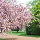 Kirschblüte im Nordpark Düsseldorf