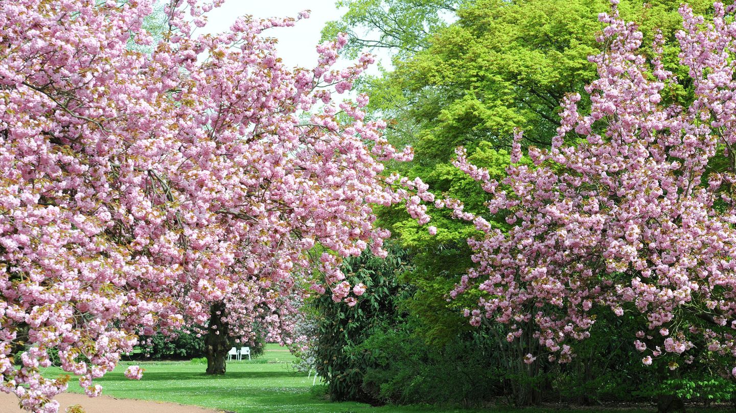Kirschblüte im Nordpark Düsseldorf