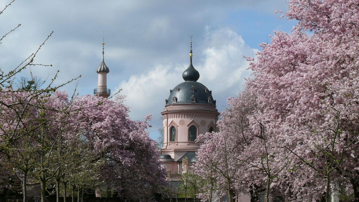 Kirschbäume blühen im Schlossgarten von Schloss Schwetzingen