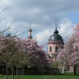 Kirschbäume blühen im Schlossgarten von Schloss Schwetzingen