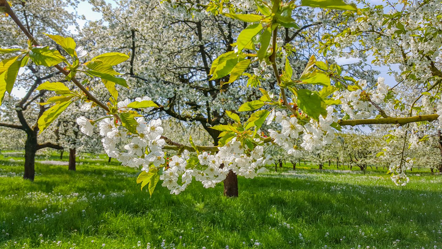 Weiß blühende Kirschbäume in der Fränkischen Schweiz