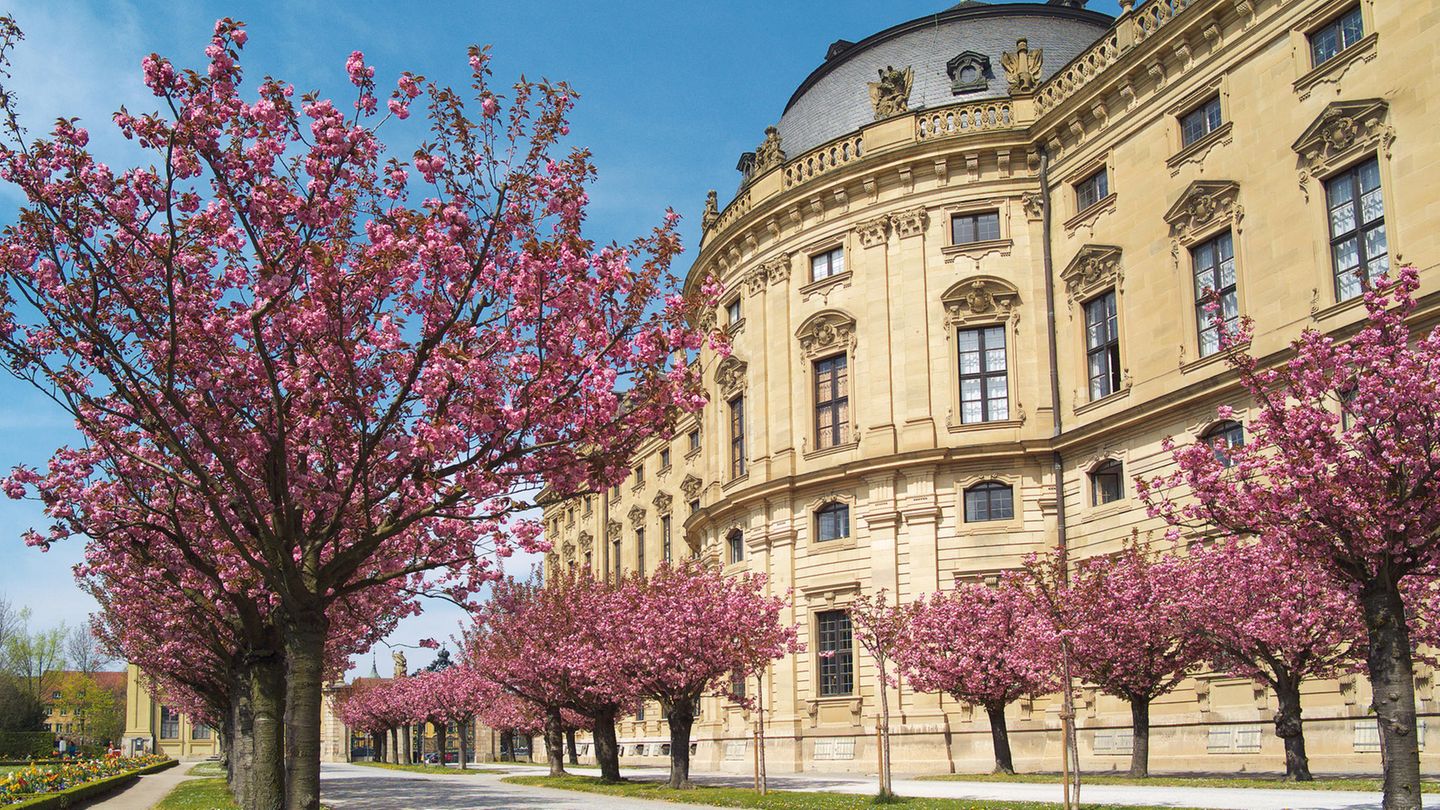 Kirschbäume vor der Residenz in Würzburg