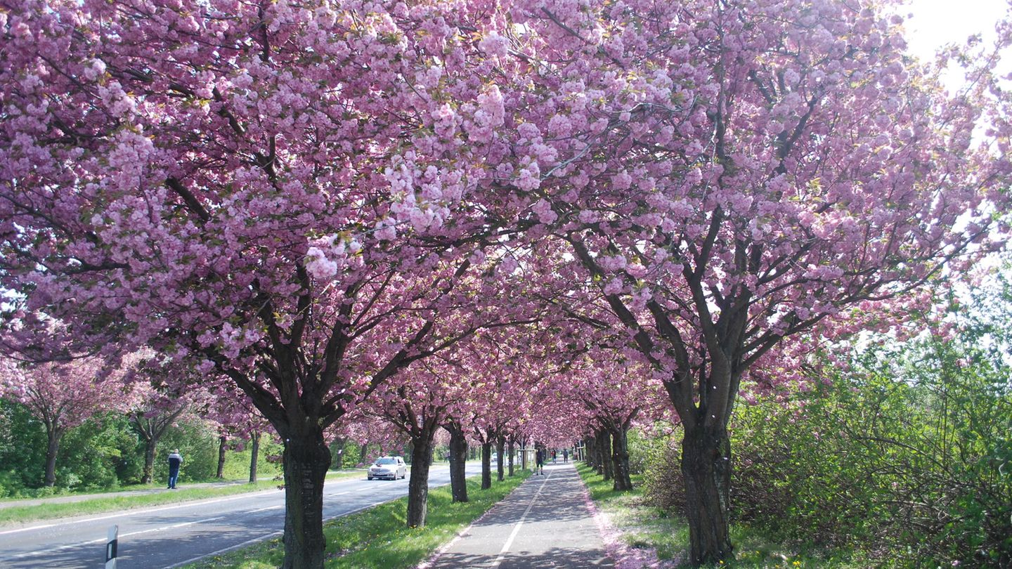 Kirschbäume auf dem Holzweg in Magdeburg