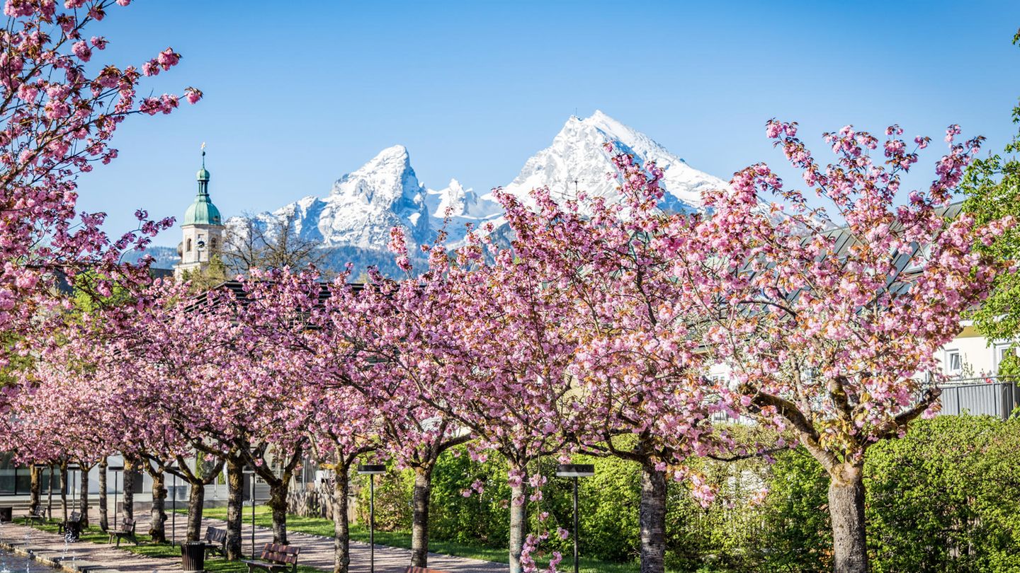 Kirschbäume im Kurgarten Berchtesgardener Land