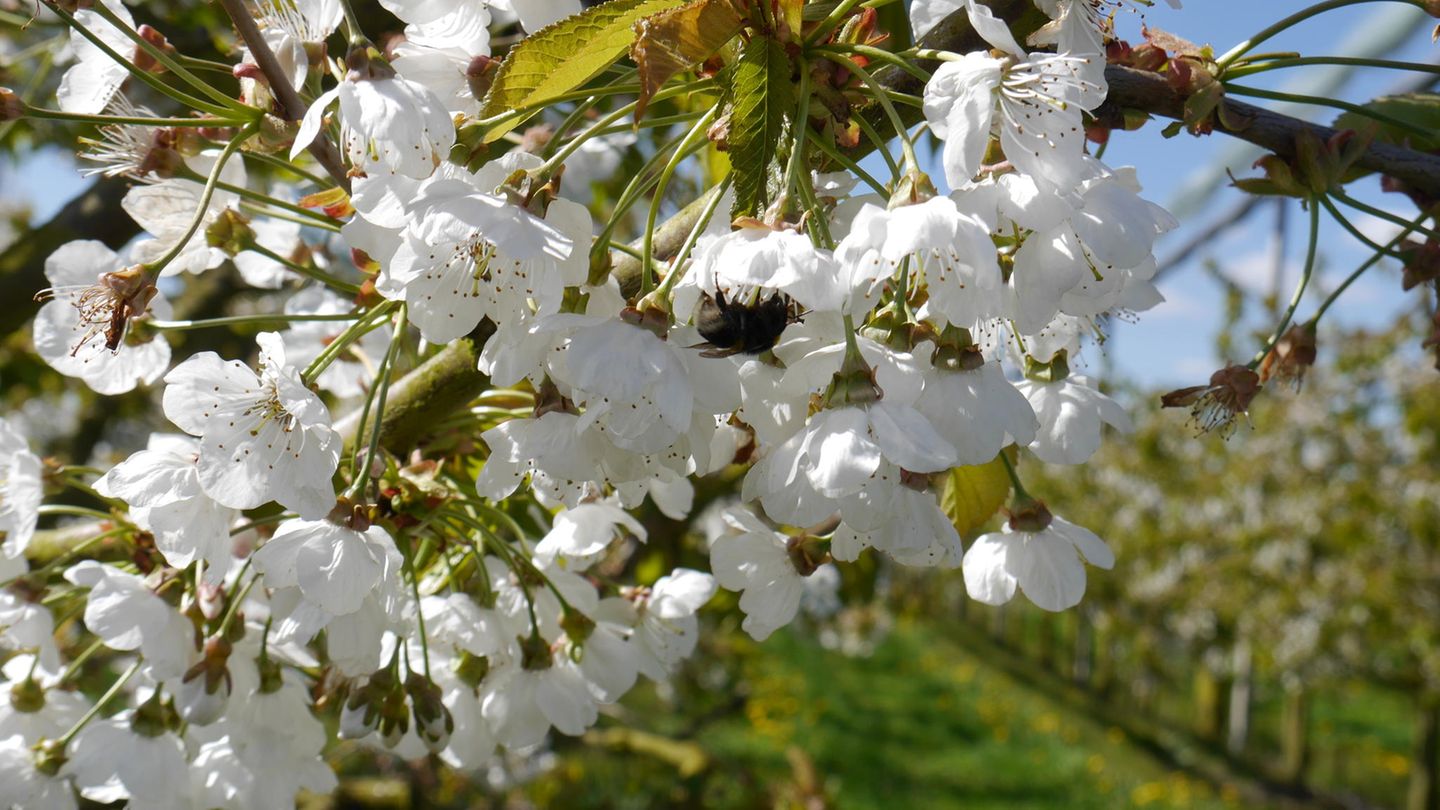 Hummel sitzt an Kirschblüte im Alten Land