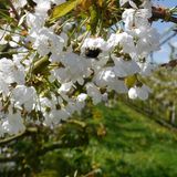 Hummel sitzt an Kirschblüte im Alten Land