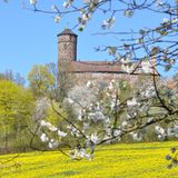 Kirschbäume blühen in Witzenhausen