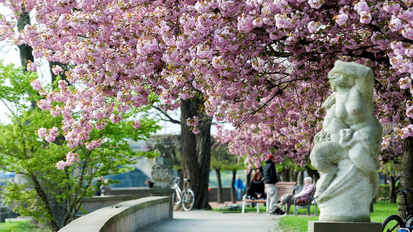 Kirschbaum am Canaletto Ufer in Dresden