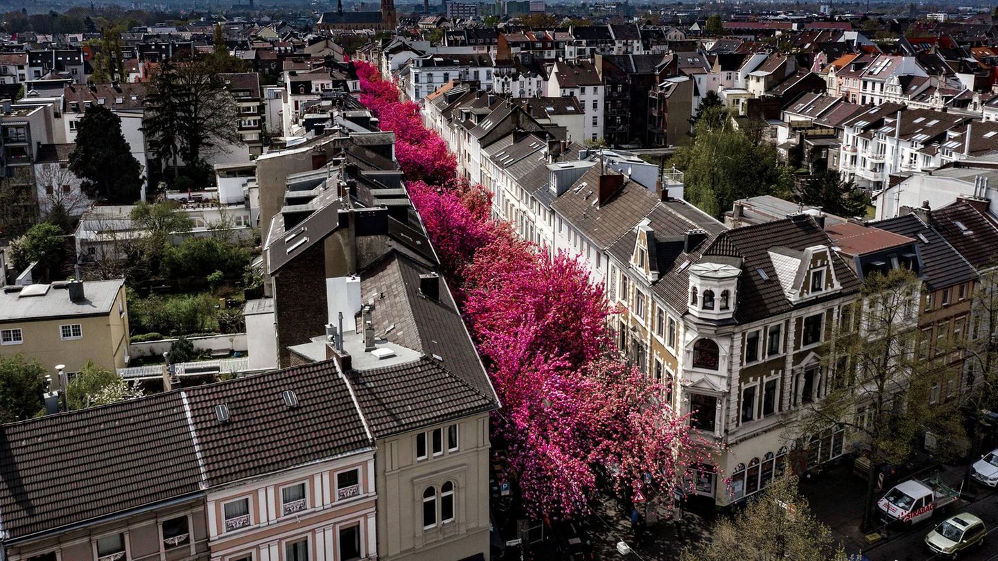 Kirschblüte in Bonn auf der Heerstraße