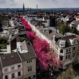 Kirschblüte in Bonn auf der Heerstraße