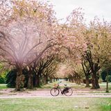 Kirschblüte im Altonaer Volkspark