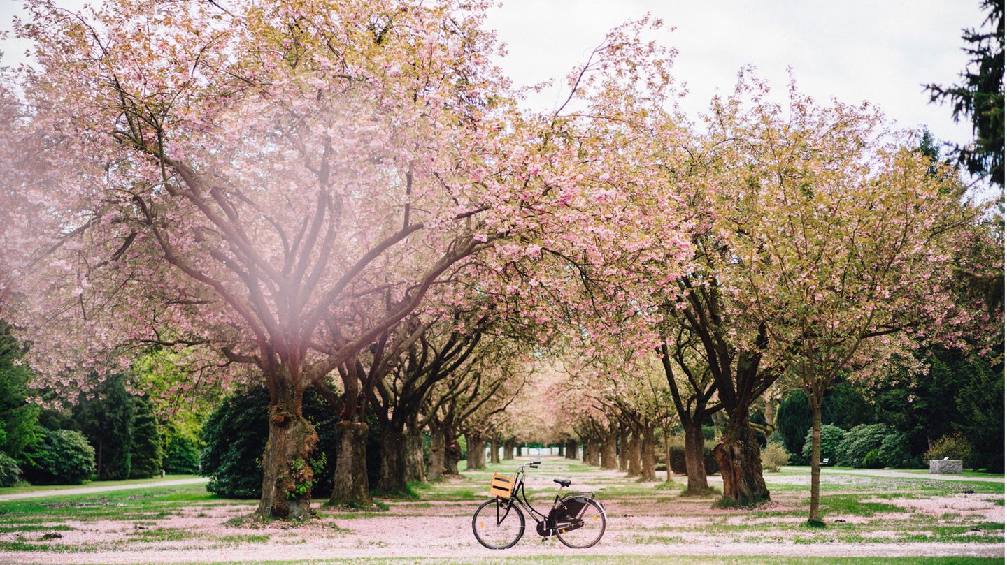 Kirschblüte im Altonaer Volkspark