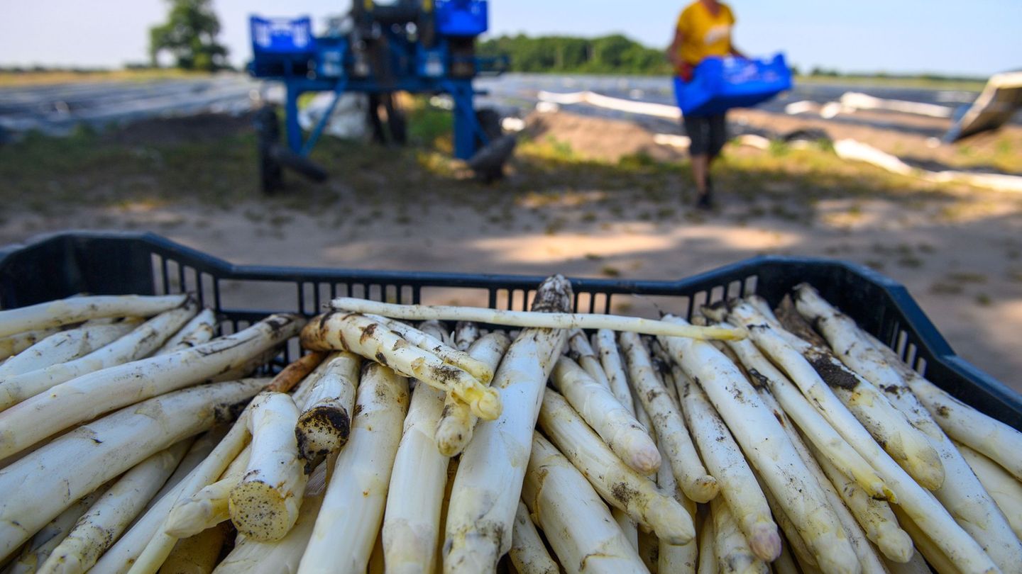 Agrar: Sachsen-Anhalt erntet weniger Spargel - Flächen halbiert