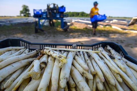 2025 fiel die Spargelernte geringer aus als im Jahr zuvor. (Archivbild) Foto: Klaus-Dietmar Gabbert/dpa