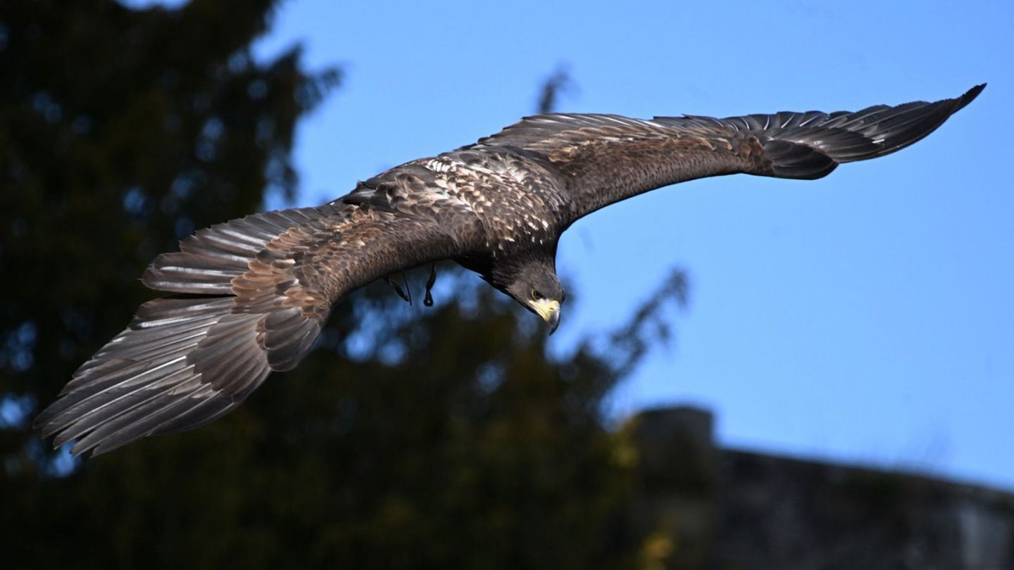 Seeadler Romeo flatterte nach etwas Überzeugungsarbeit zurück zu einer Mitarbeiterin der Greifenwarte. Foto: -/Greifenwarte Burg