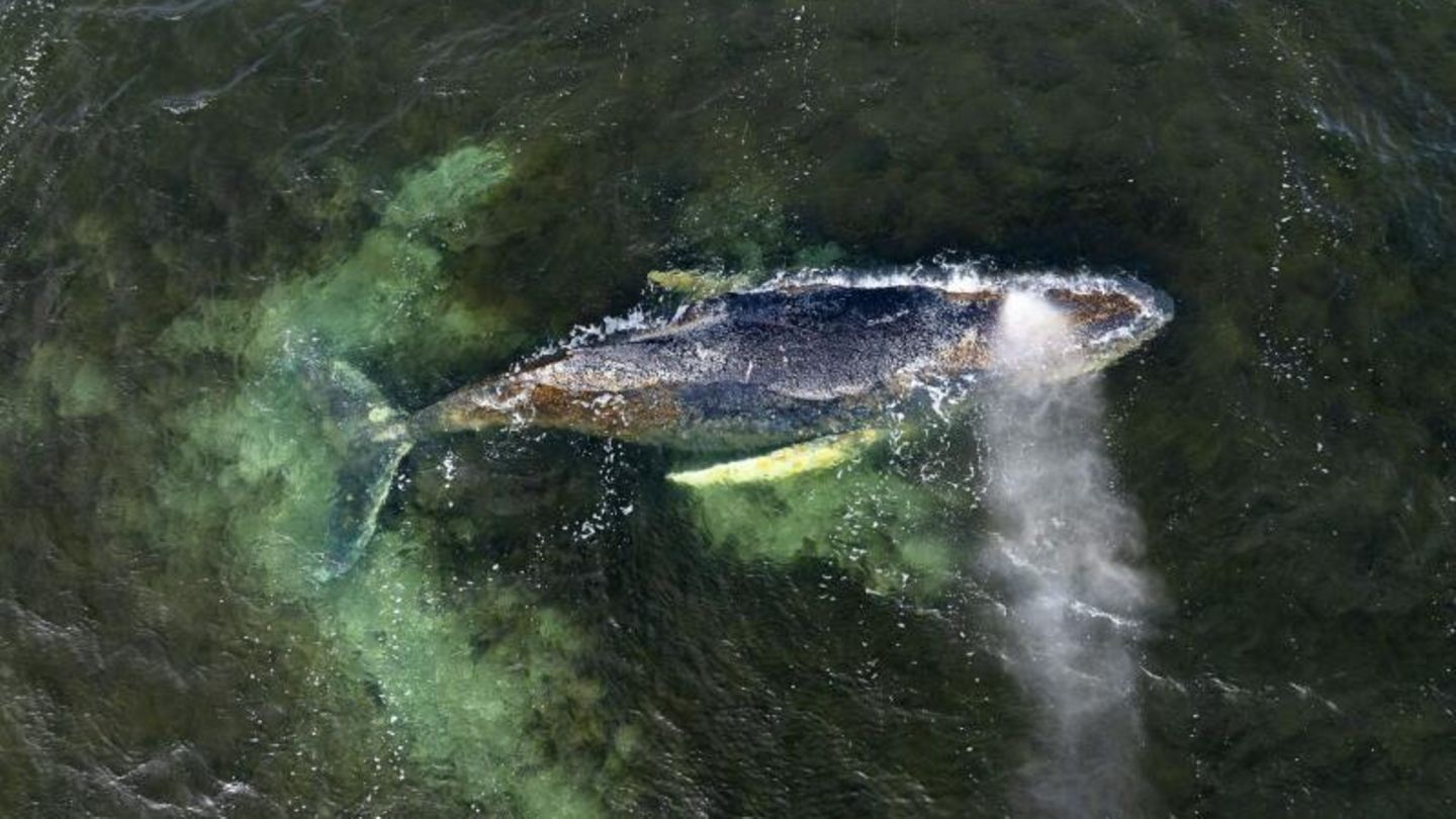 Petition : 25.000 Unterschriften nach Wal-Drama: „Damit aus Mitgefühl Konsequenzen werden“