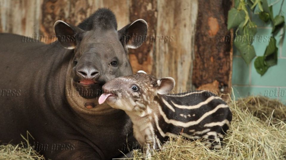 Ein gestreiftes Tapir-Baby liegt mit seiner Muter im Stroh