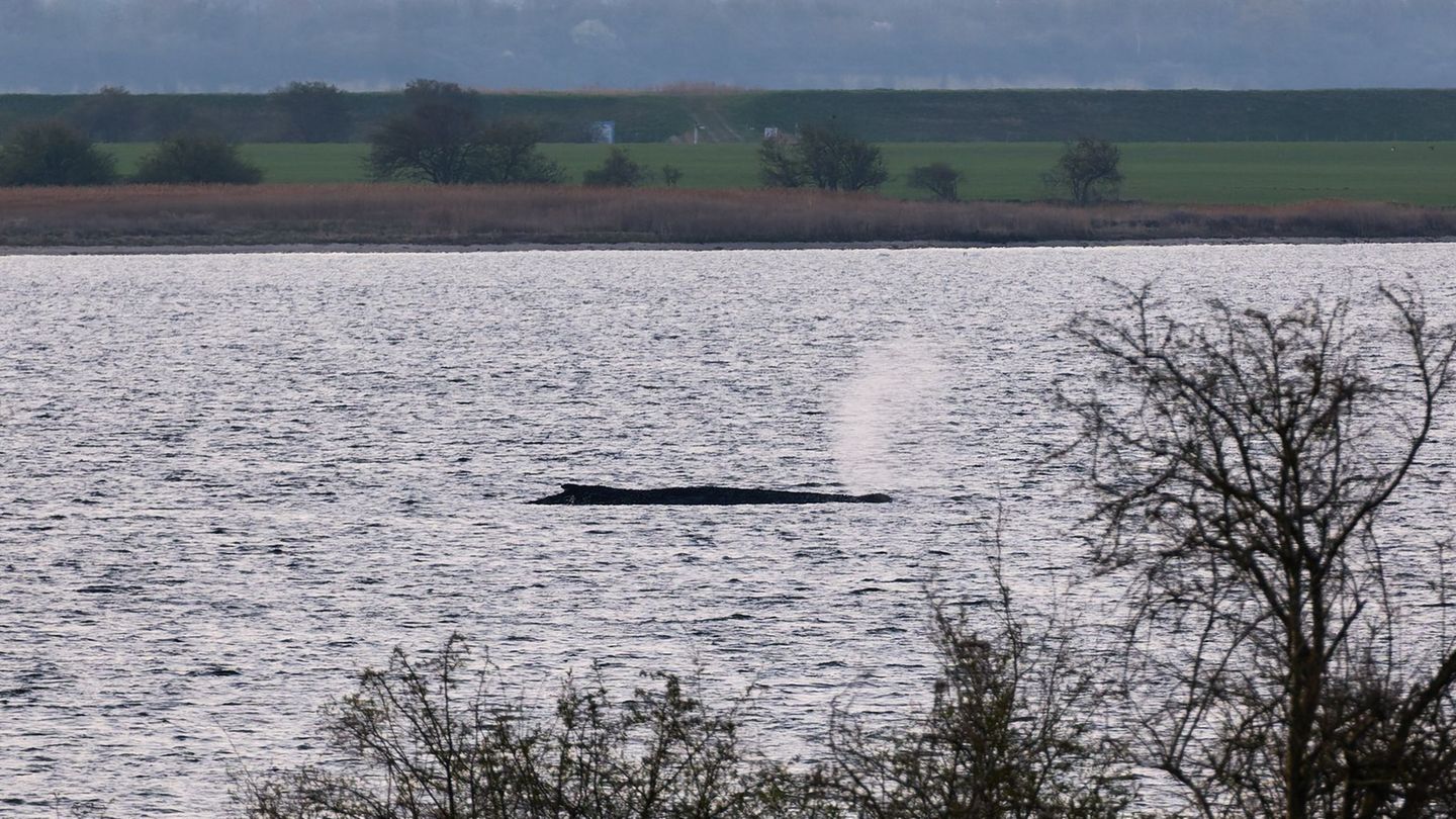Das Umweltministerium Mecklenburg-Vorpommern hat entschieden, den Wal vor der Insel Poel weiter in Ruhe zu lassen. (Archivbild)