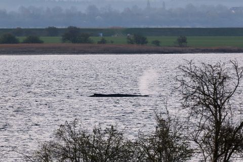 Das Umweltministerium Mecklenburg-Vorpommern hat entschieden, den Wal vor der Insel Poel weiter in Ruhe zu lassen. (Archivbild)