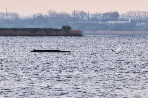 Auch am Freitagmorgen bleibt die Lage des vor der Insel Poel gestrandeten Buckelwals unverändert. (Symbolbild) Foto: Marcus Gole