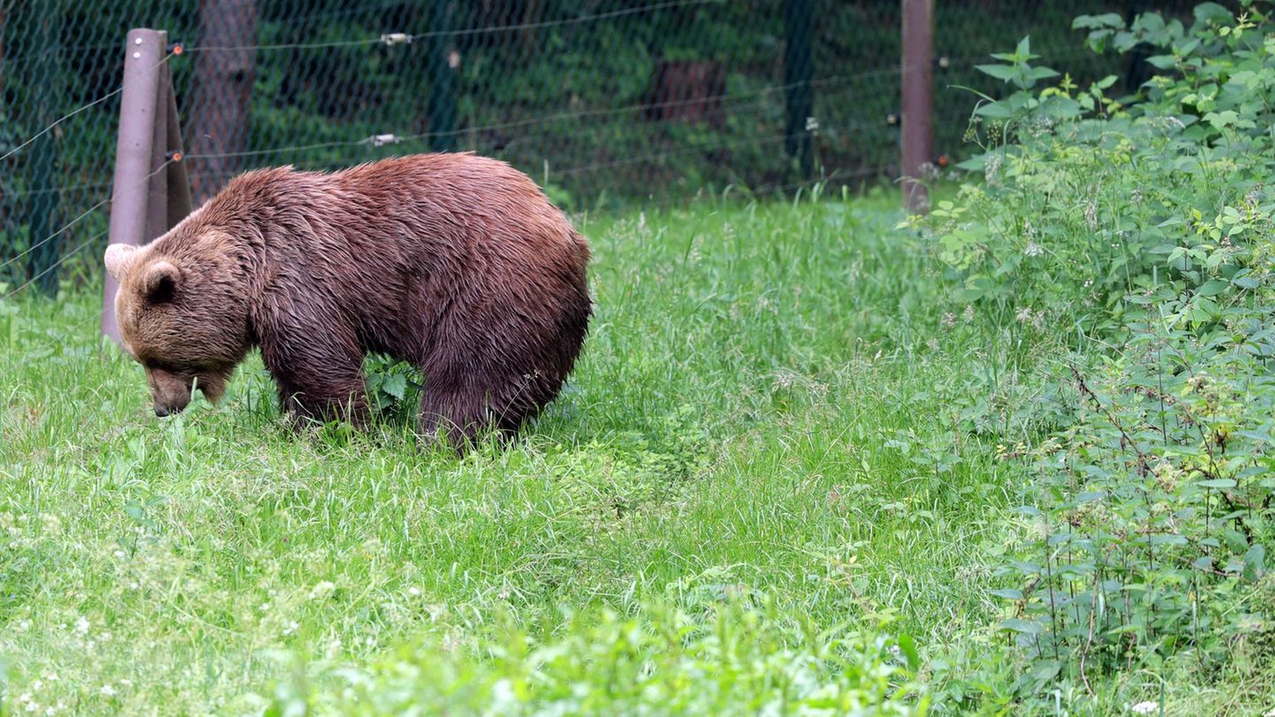 Bei der Untersuchung der Braunbärin Ida zeigte sich laut Experten, dass ein Weiterleben nur mit schweren und nicht behandelbaren