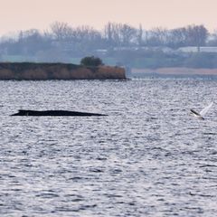 Fachleuten zufolge liegt der in der Ostsee gestrandete Wal im Sterben. Foto: Marcus Golejewski/dpa