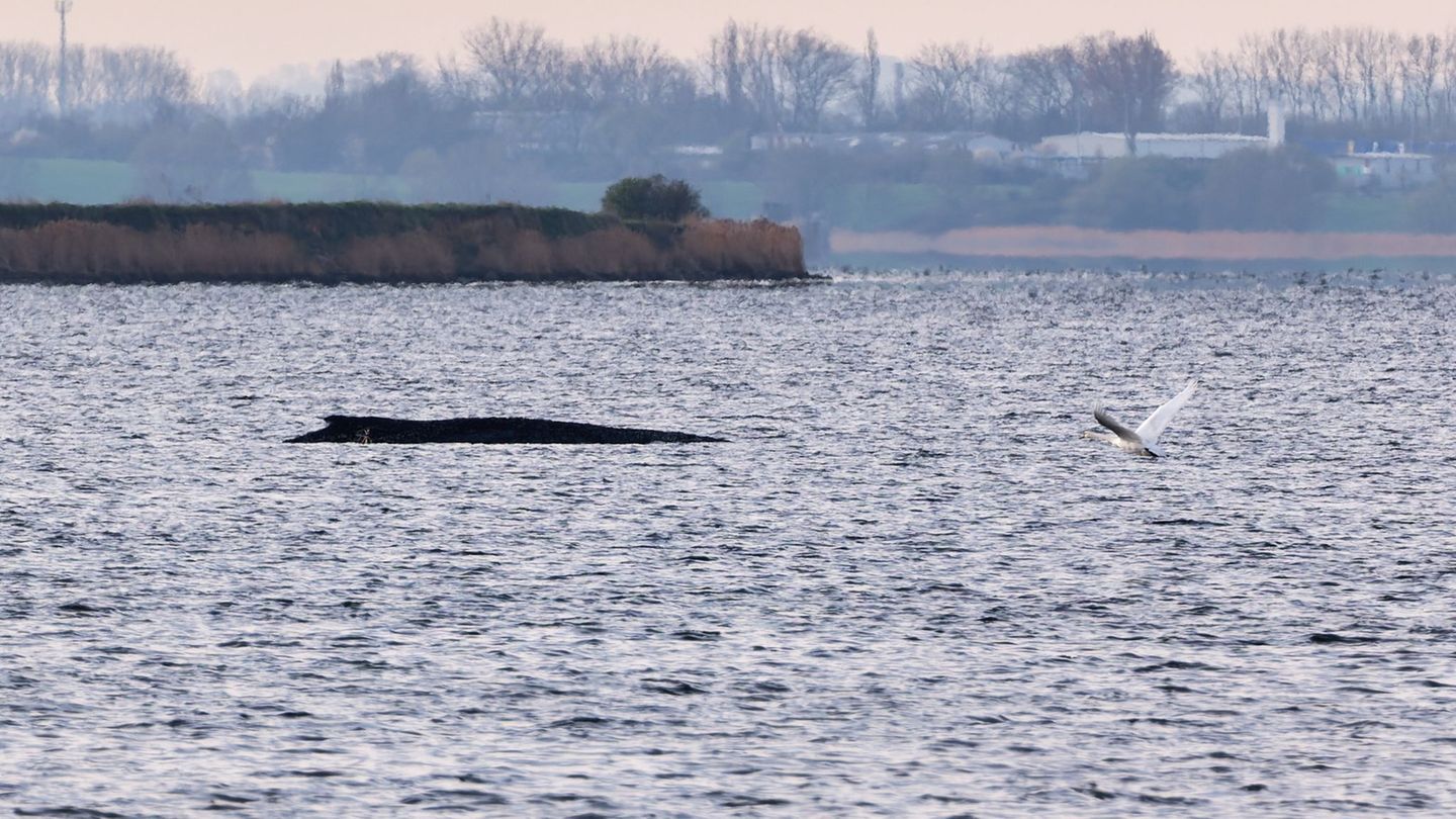 Fachleuten zufolge liegt der in der Ostsee gestrandete Wal im Sterben. Foto: Marcus Golejewski/dpa