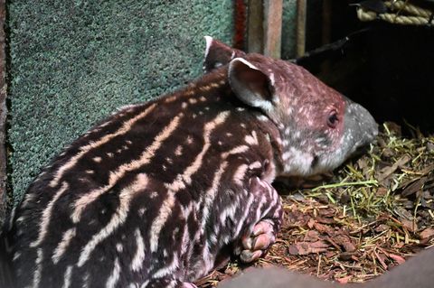 Tapire: Flachlandtapir-Nachwuchs im Zoo Schwerin