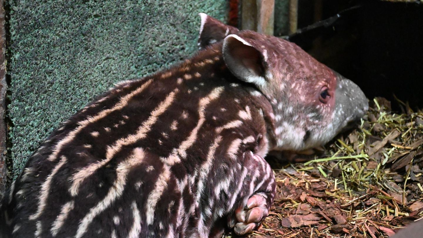 Tierbaby in Schwerin: Niedlich und faszinierend: Tapire – die heimlichen Stars aus dem Regenwald