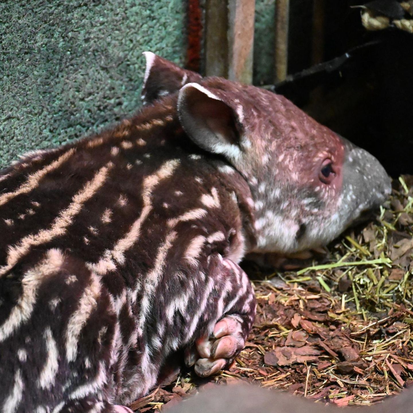Tapire: Flachlandtapir-Nachwuchs im Zoo Schwerin