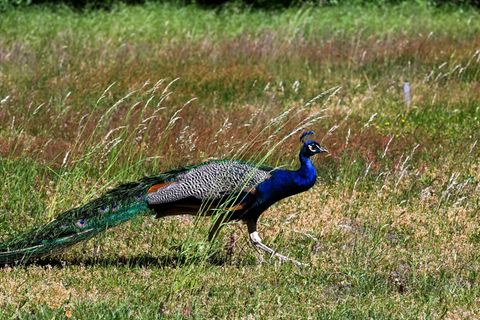 Ein Pfau stolzierte in Lahr vor Autofahrern über die Straße. (Symbolbild) Foto: Jens Kalaene/dpa