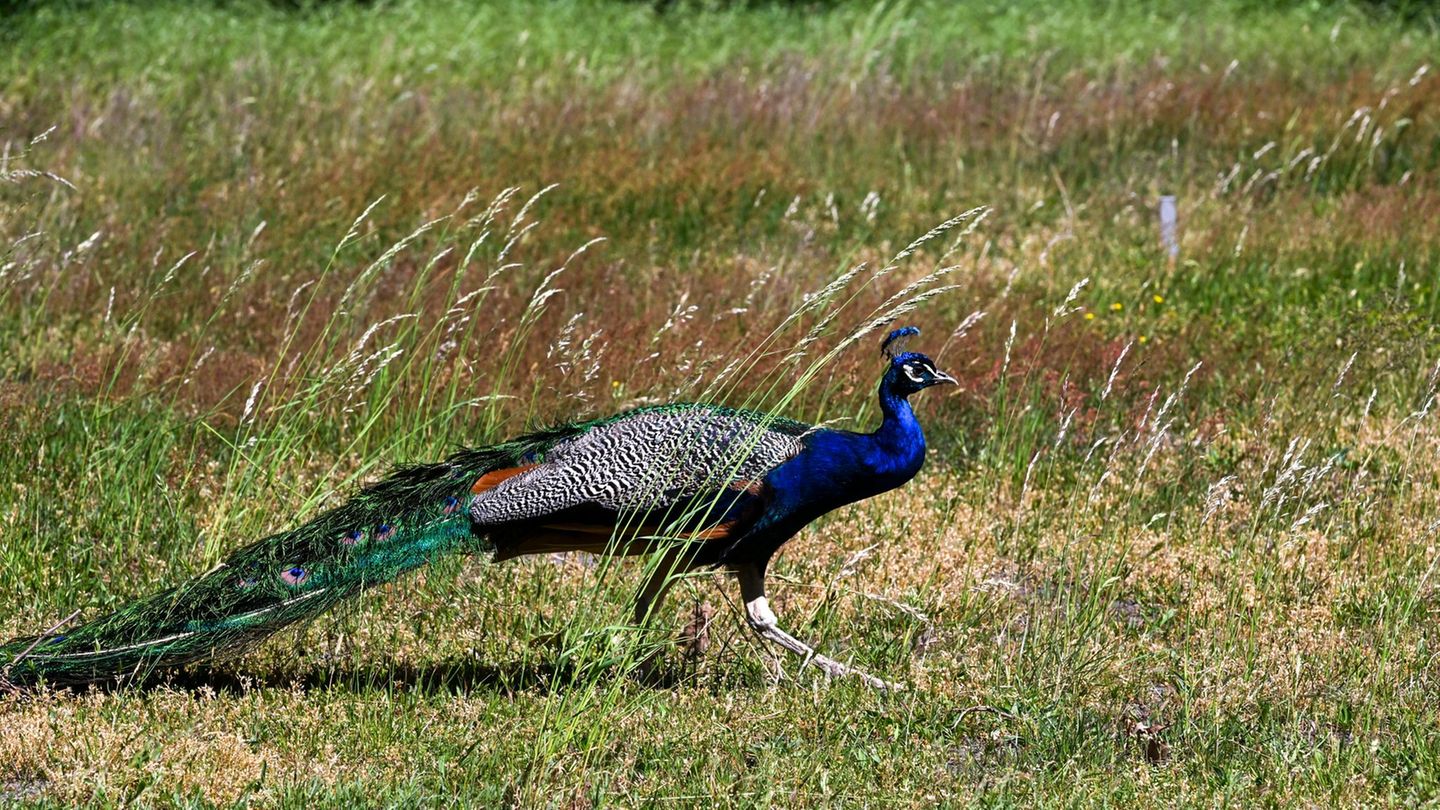 Wer läuft denn da?: Tierischer Polizeieinsatz - Pfau auf der Straße