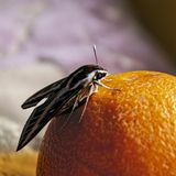 Ungeziefer: Lebensmittelmotte sitzt auf Orange