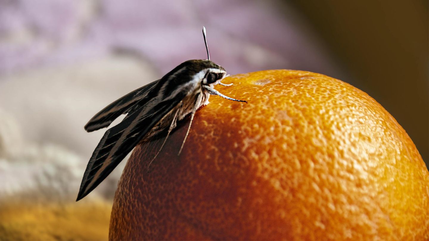 Ungeziefer: Lebensmittelmotte sitzt auf Orange