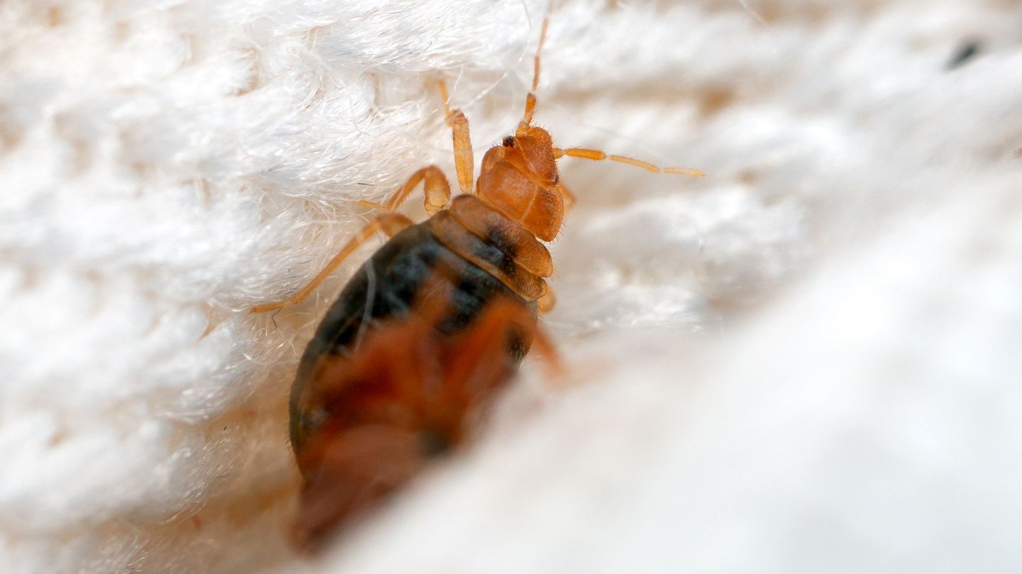 Ungeziefer: Bettwanze auf Stoff