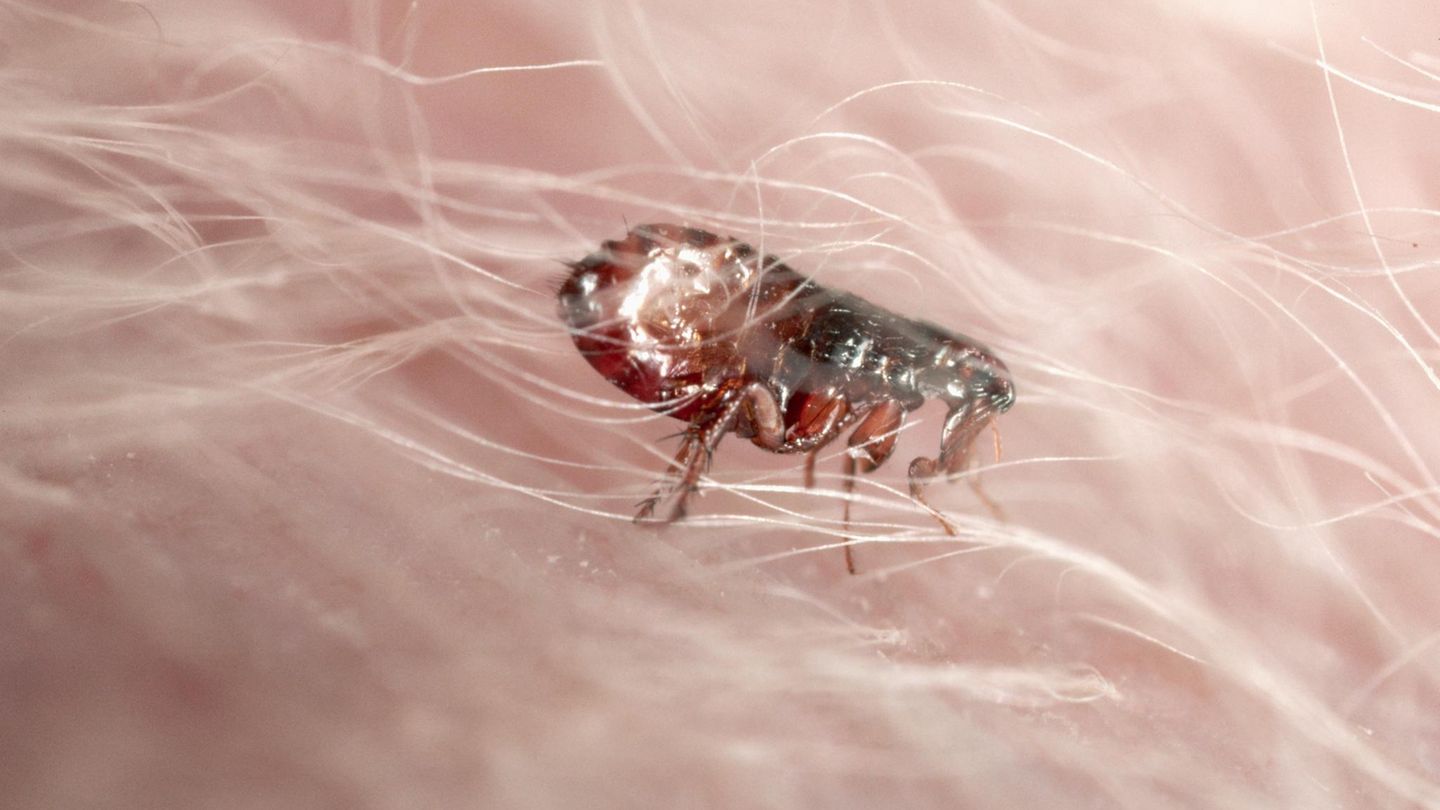 Ungeziefer: Floh in Hundefell