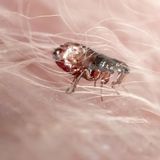 Ungeziefer: Floh in Hundefell