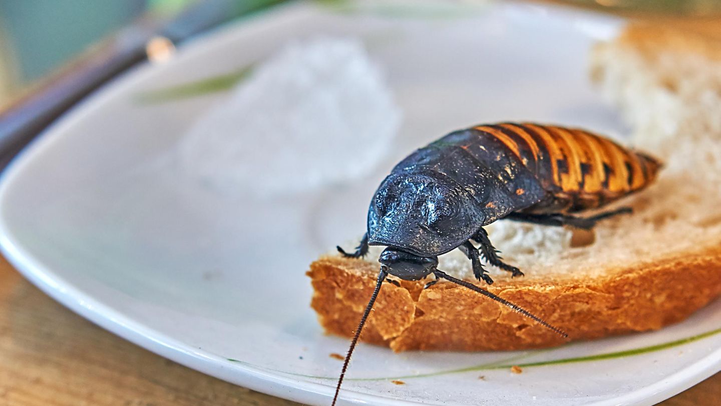 Ungeziefer: Kakerlake auf einer Scheibe Brot