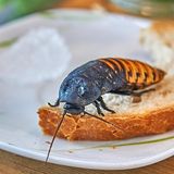 Ungeziefer: Kakerlake auf einer Scheibe Brot