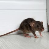 Ungeziefer: Ratte auf Wohnungsboden
