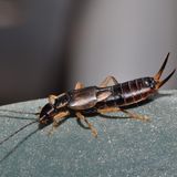 Ungeziefer: Ohrenwurm auf Stein