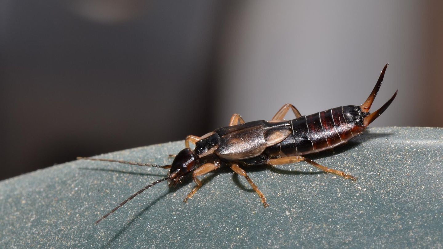 Ungeziefer: Ohrenwurm auf Stein