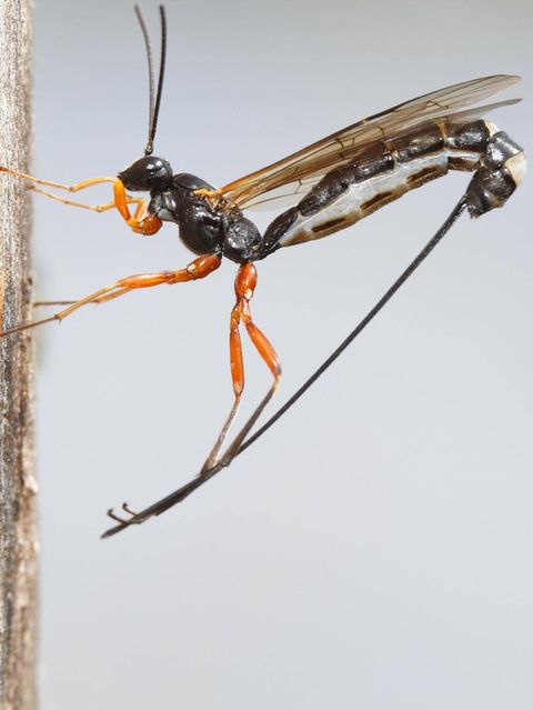 Ungeziefer: Schlupfwespe in Nahaufnahme