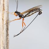 Ungeziefer: Schlupfwespe in Nahaufnahme