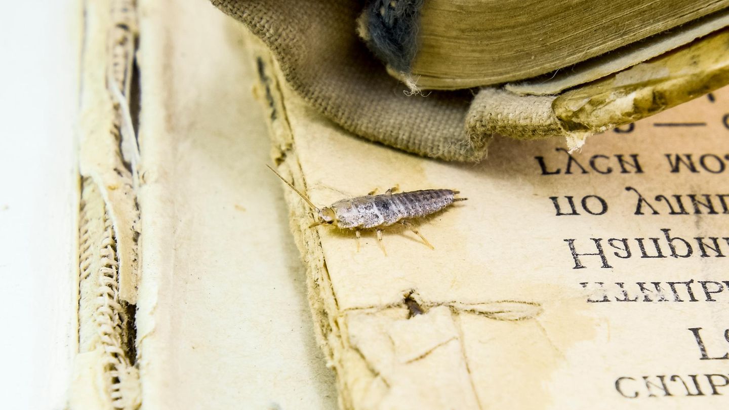 Ungeziefer: Silberfischchen in einem Buch