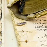 Ungeziefer: Silberfischchen in einem Buch