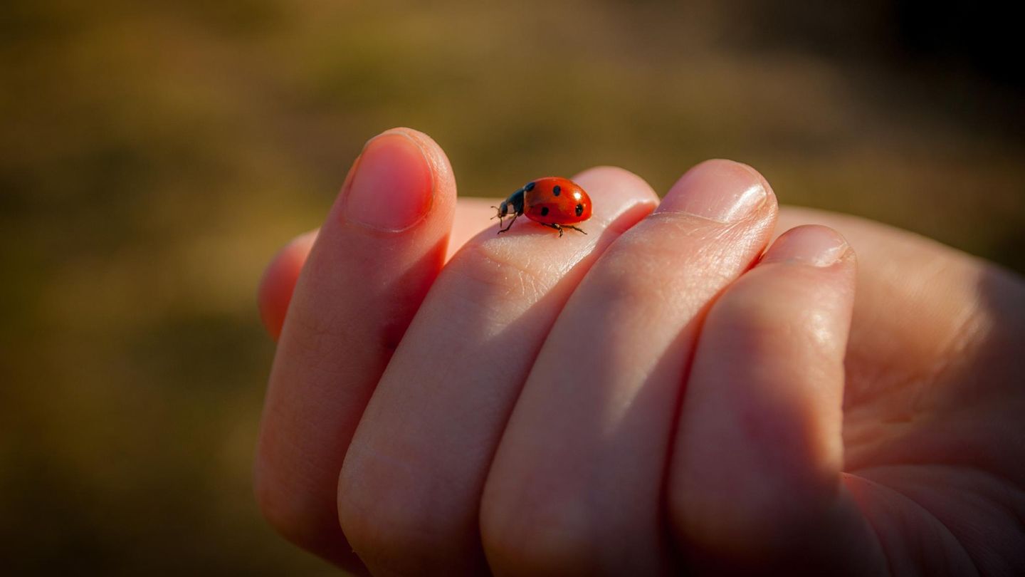 Ungeziefer: Marienkäfer auf der Hand