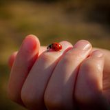 Ungeziefer: Marienkäfer auf der Hand