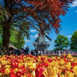 Keukenhof Lisse, Niederlande